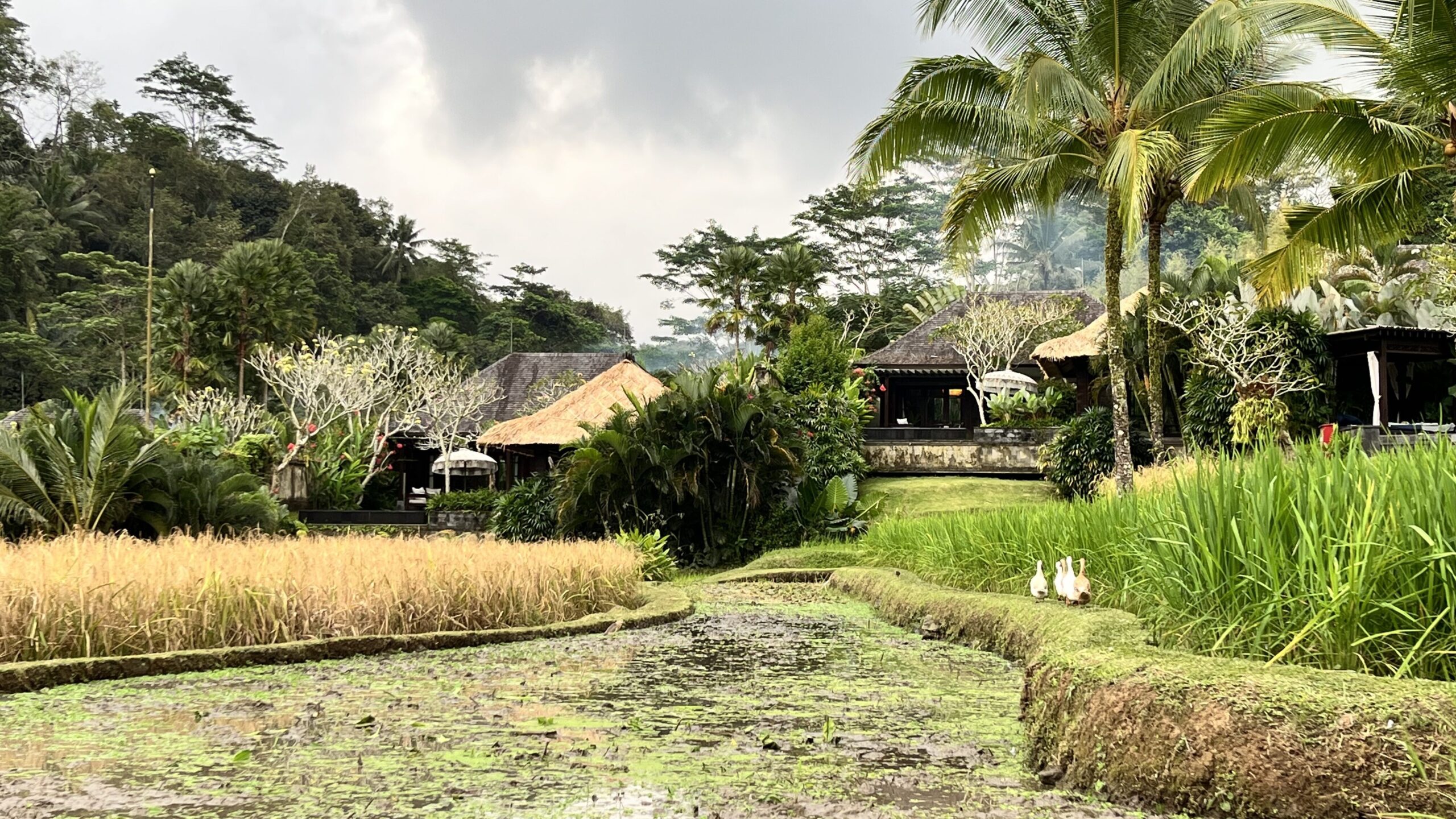 マンダパ・リッツ・カールトン・リザーブ　Mandapa, a Ritz-Carlton Reserve　ライステラス